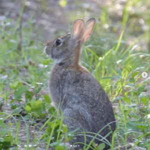 rabbit