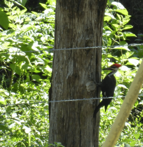 woodpecker