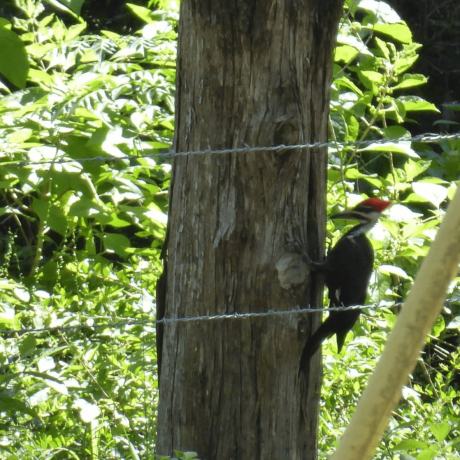 woodpecker